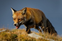 Liska obecna - Vulpes vulpes - Red Fox 2096